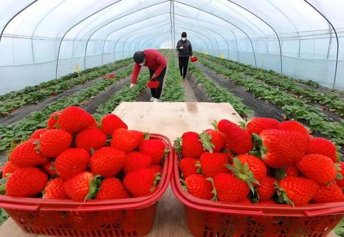 水果價(jià)格 崩盤