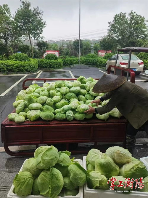 衡陽(yáng)市人民政府門(mén)戶(hù)網(wǎng)站 衡陽(yáng)城鄉(xiāng)產(chǎn)業(yè)運(yùn)營(yíng)集團(tuán)銷(xiāo)售中心采購(gòu)銷(xiāo)售本地農(nóng)產(chǎn)品超400萬(wàn)元