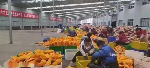 貴州畢節(jié)農(nóng)產(chǎn)品走出國(guó)門 織金南瓜海外受熱捧