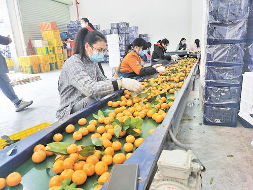 粵港澳大灣區(qū)肇慶 懷集 綠色農(nóng)副產(chǎn)品集散基地農(nóng)產(chǎn)品交易中心開業(yè) 為2000多商家提供流通新平臺