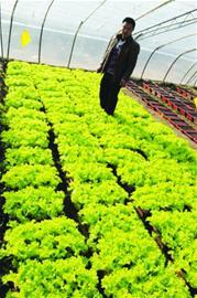 即墨沽河畔建萬畝現(xiàn)代化菜園 蔬菜可直通網店銷售