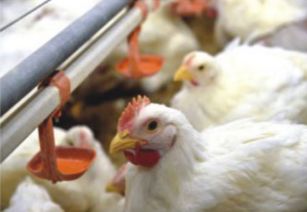 雙匯白羽雞市場(chǎng)行情分析：肉雞與禽蛋價(jià)格走勢(shì)解讀